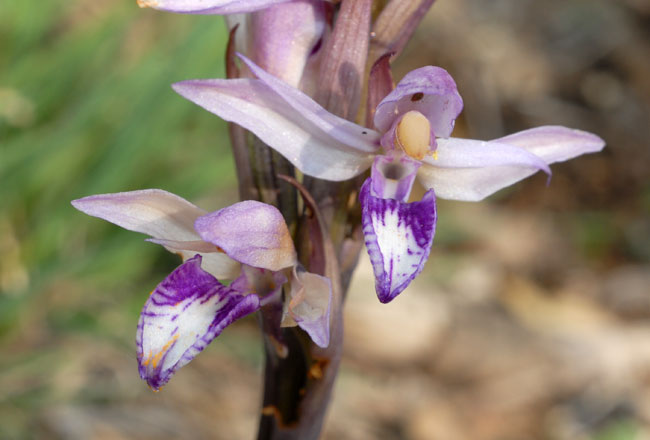 Annexe limodore_abortivum.jpg