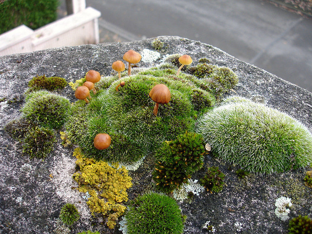 Annexe biodiversité.jpg