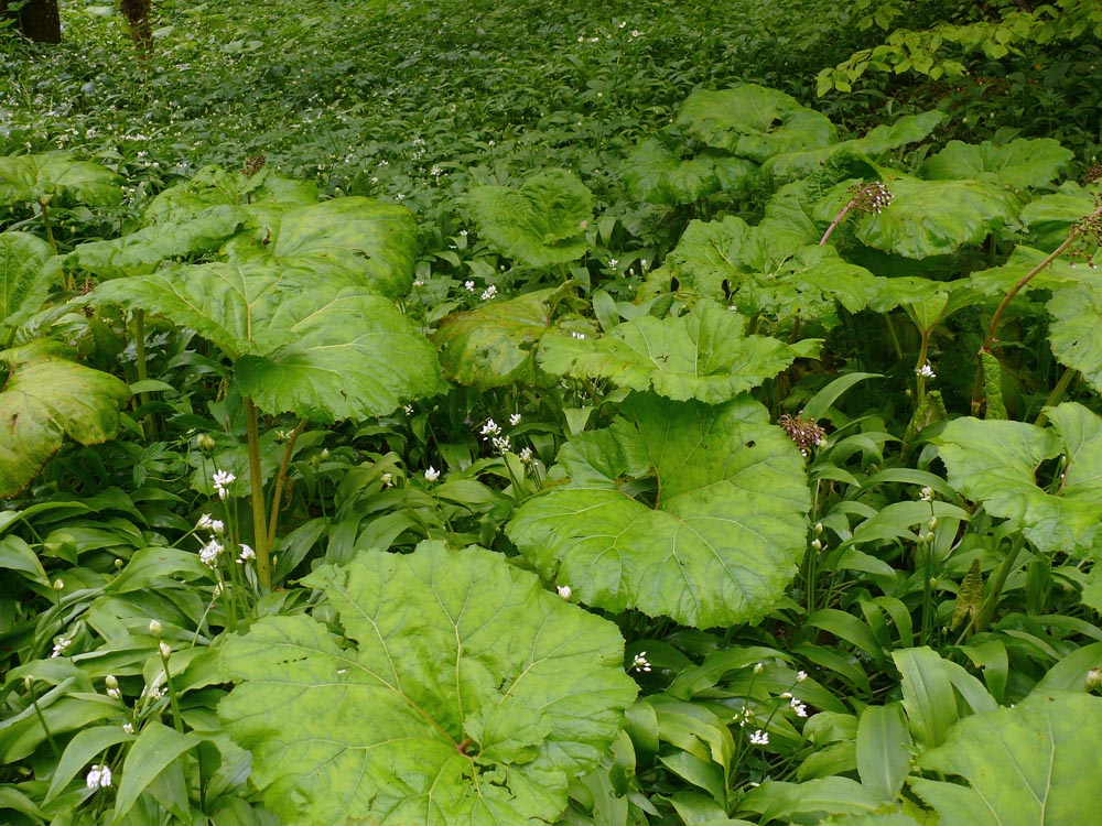 Annexe PETASITE AIL.jpg