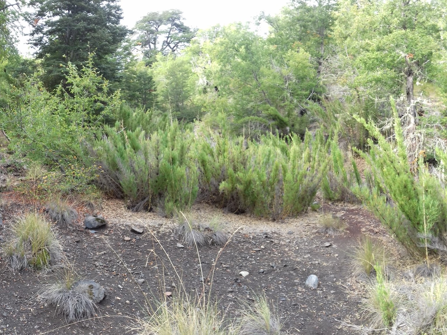 Annexe 20180405_165645.jpg