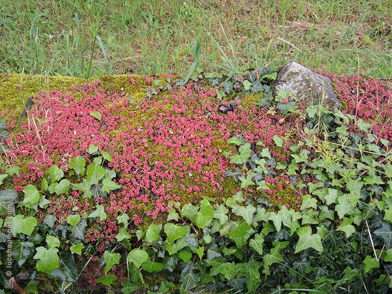 Annexe Lierre-et-orpin.jpg
