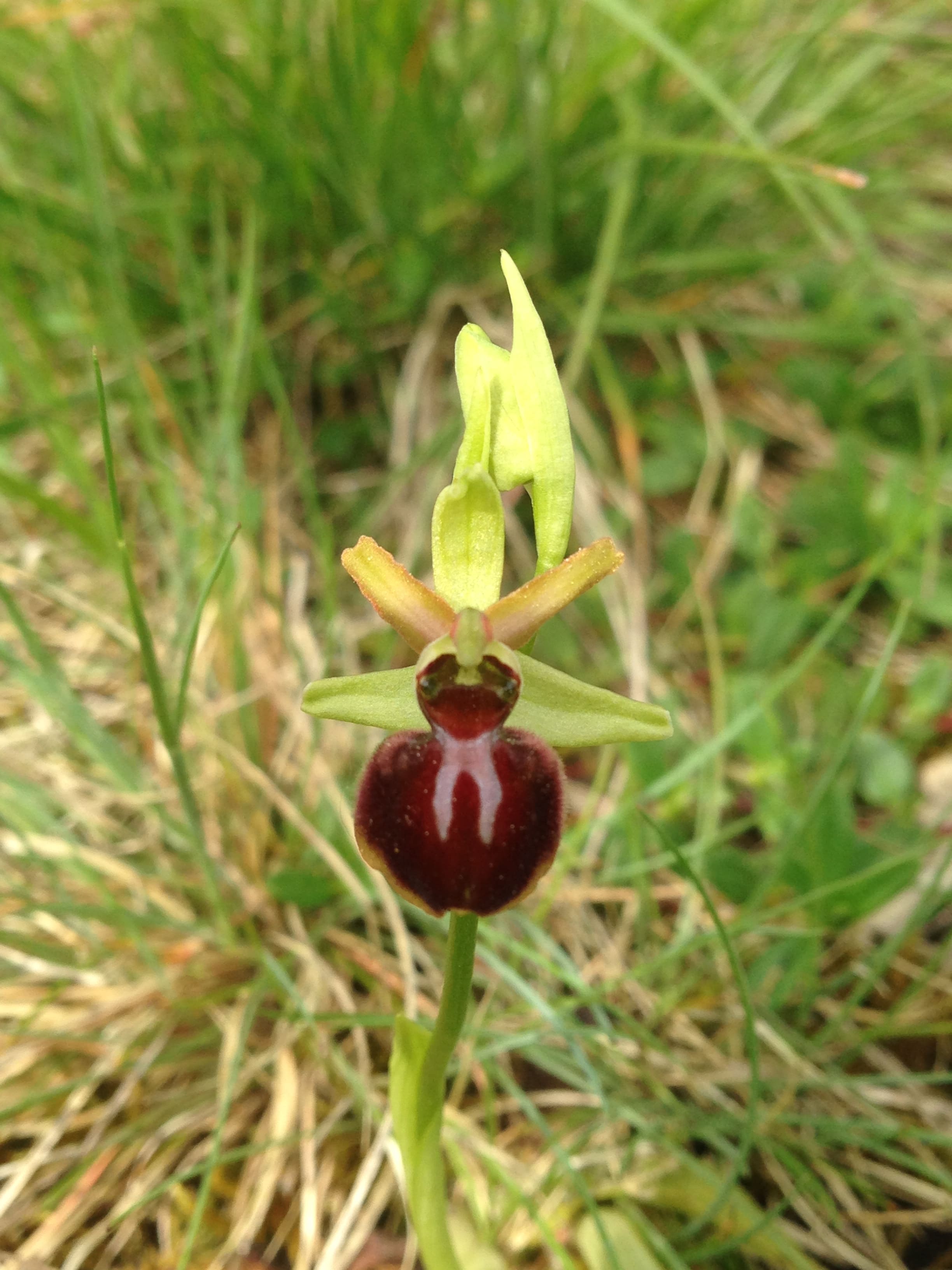 Annexe IMG_3332-min.JPG