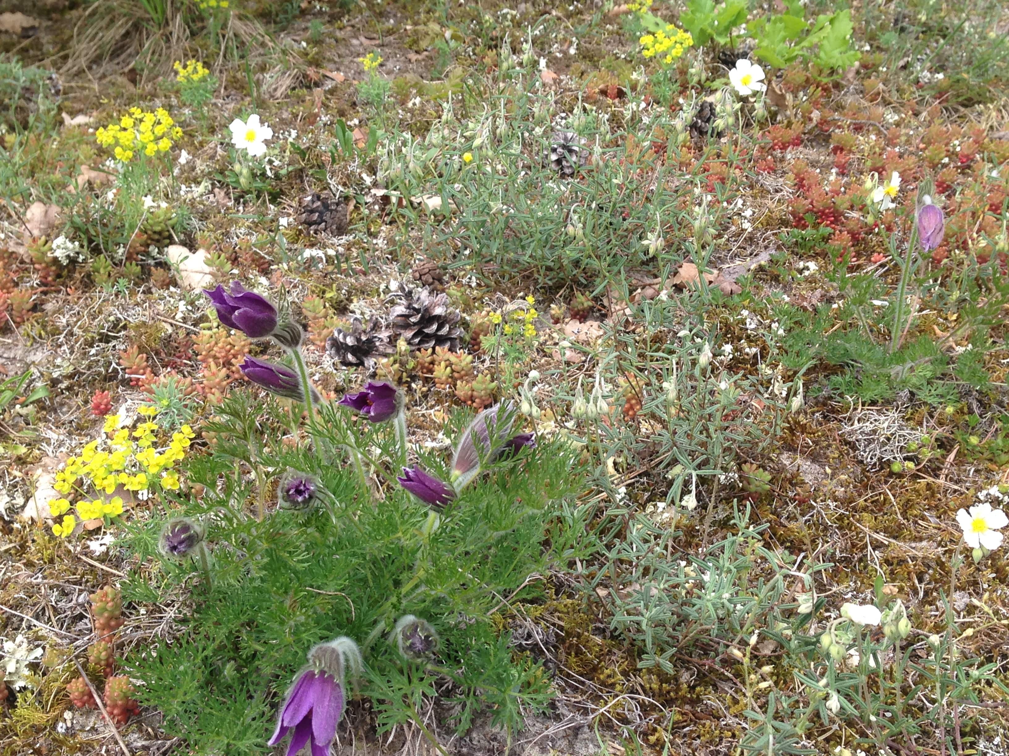 Annexe IMG_3335-min.JPG