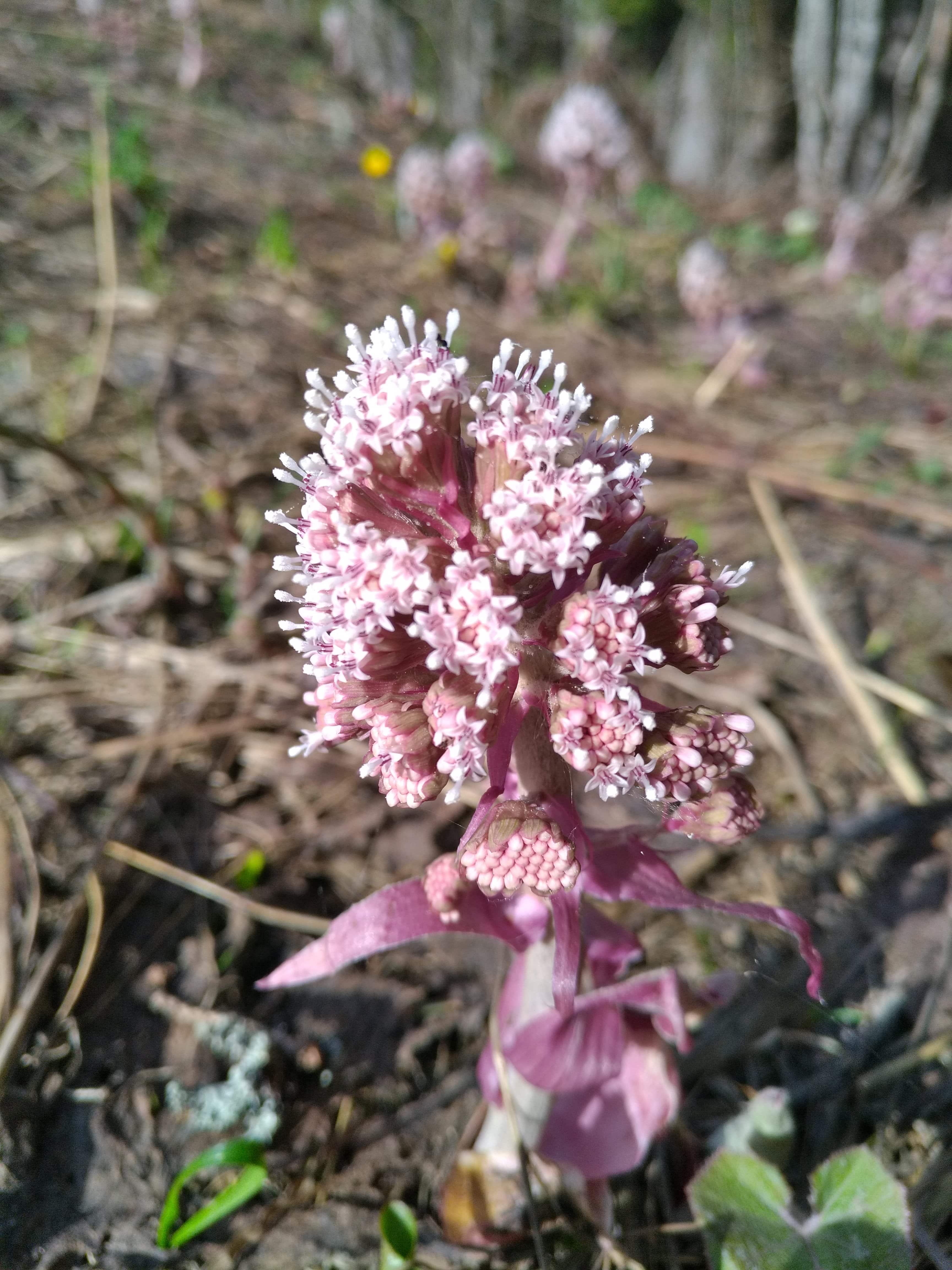 Annexe IMG_20180428_165900[1]-min.jpg