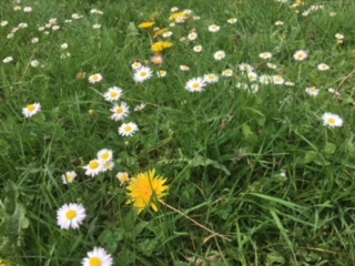 Annexe pelouse non tondue.JPG