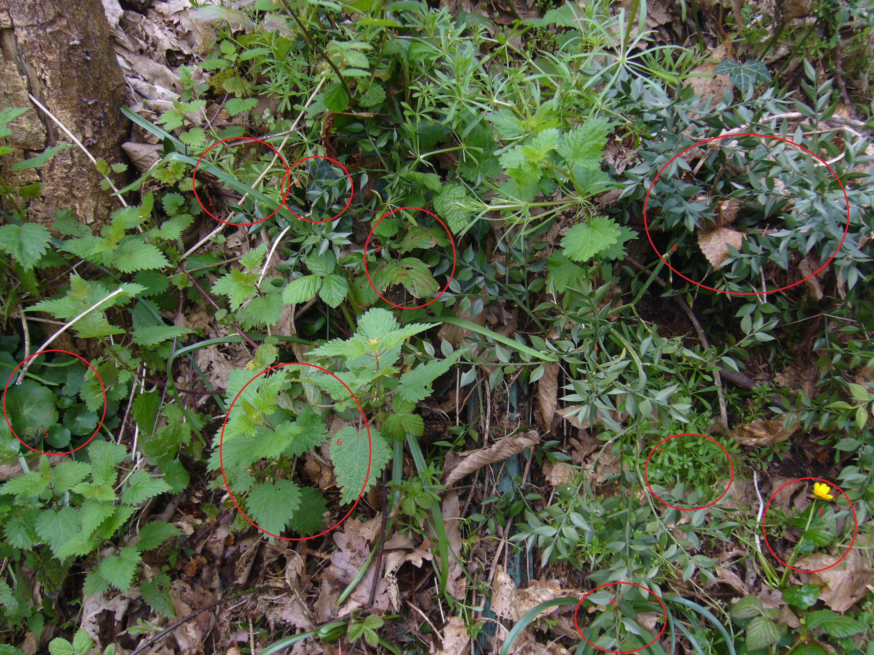 Annexe Sous-bois en Bretagne.JPG