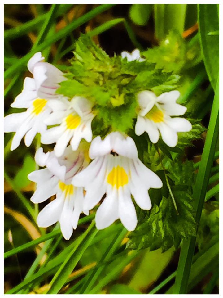 Annexe 20376066_10214262454744617_5486622100760495646_n.jpg