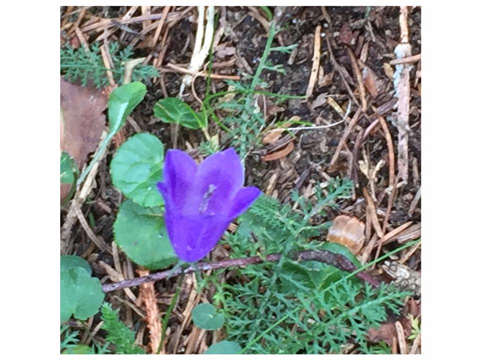 Annexe 20479515_10214262454384608_1358158357756209666_n.jpg