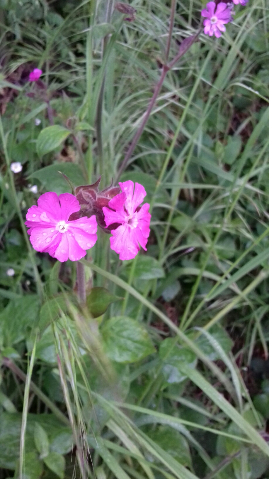 Annexe 20180502_100833_resized.jpg