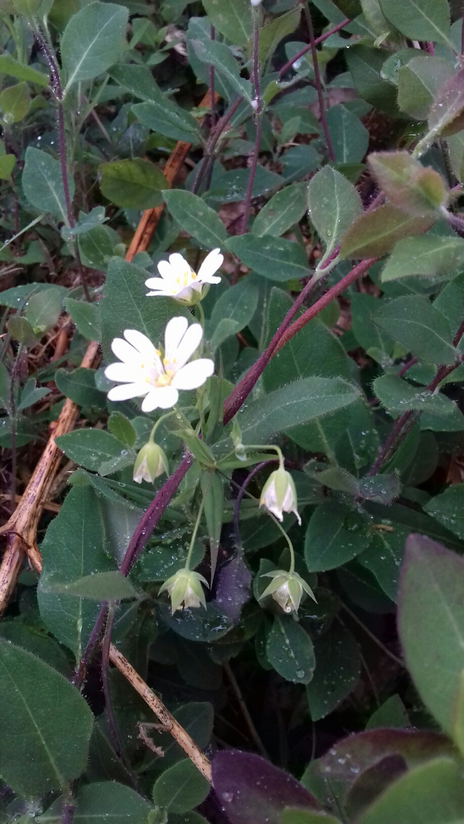 Annexe 20180502_101322_resized.jpg