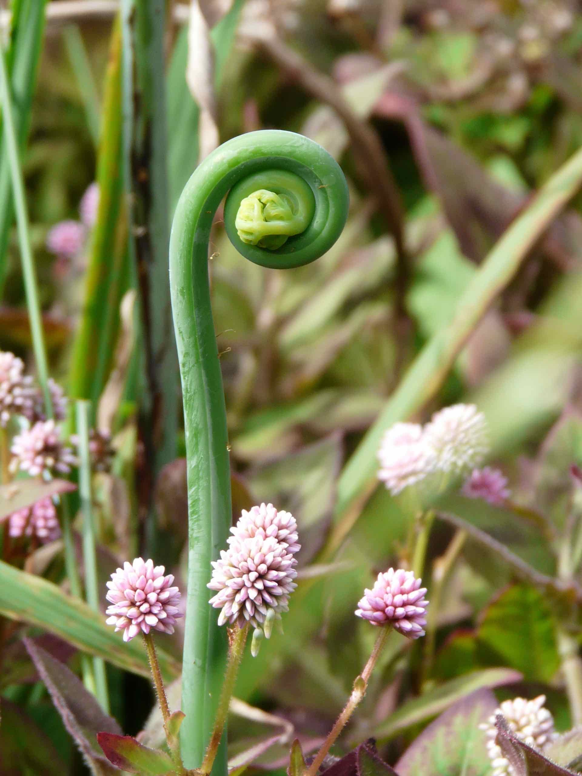 Annexe Préfoliation en crosse RU.jpg