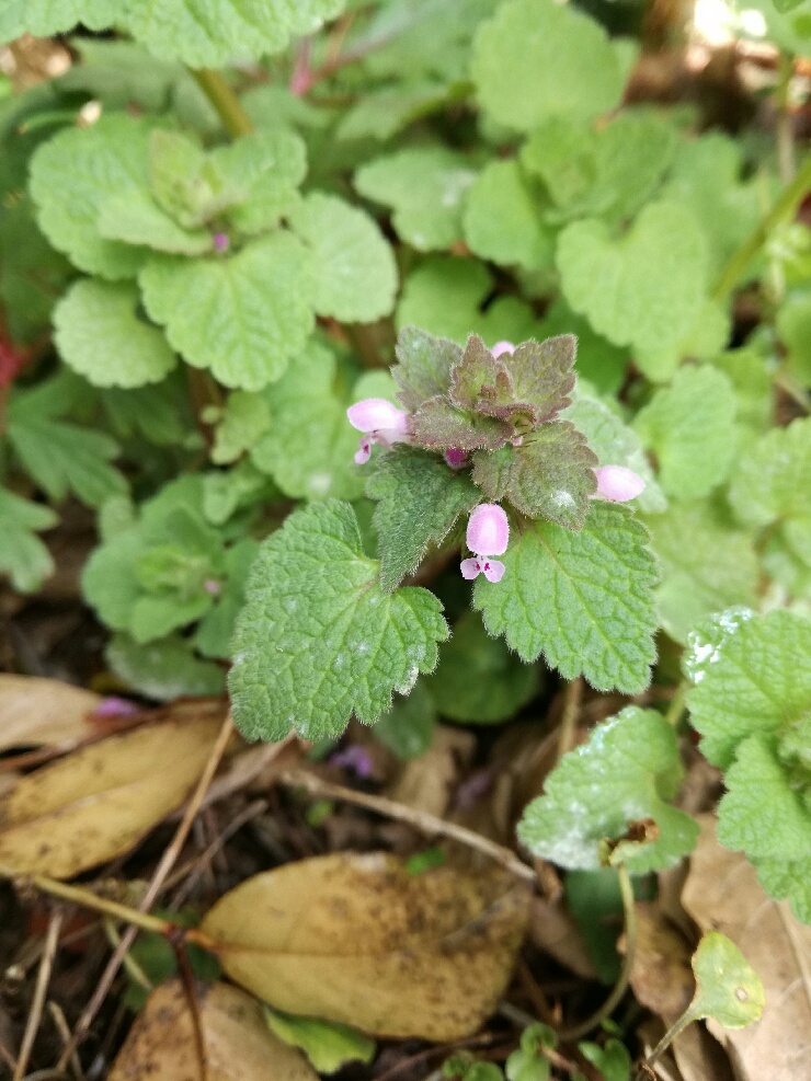 Annexe PART_1522412107690.jpg