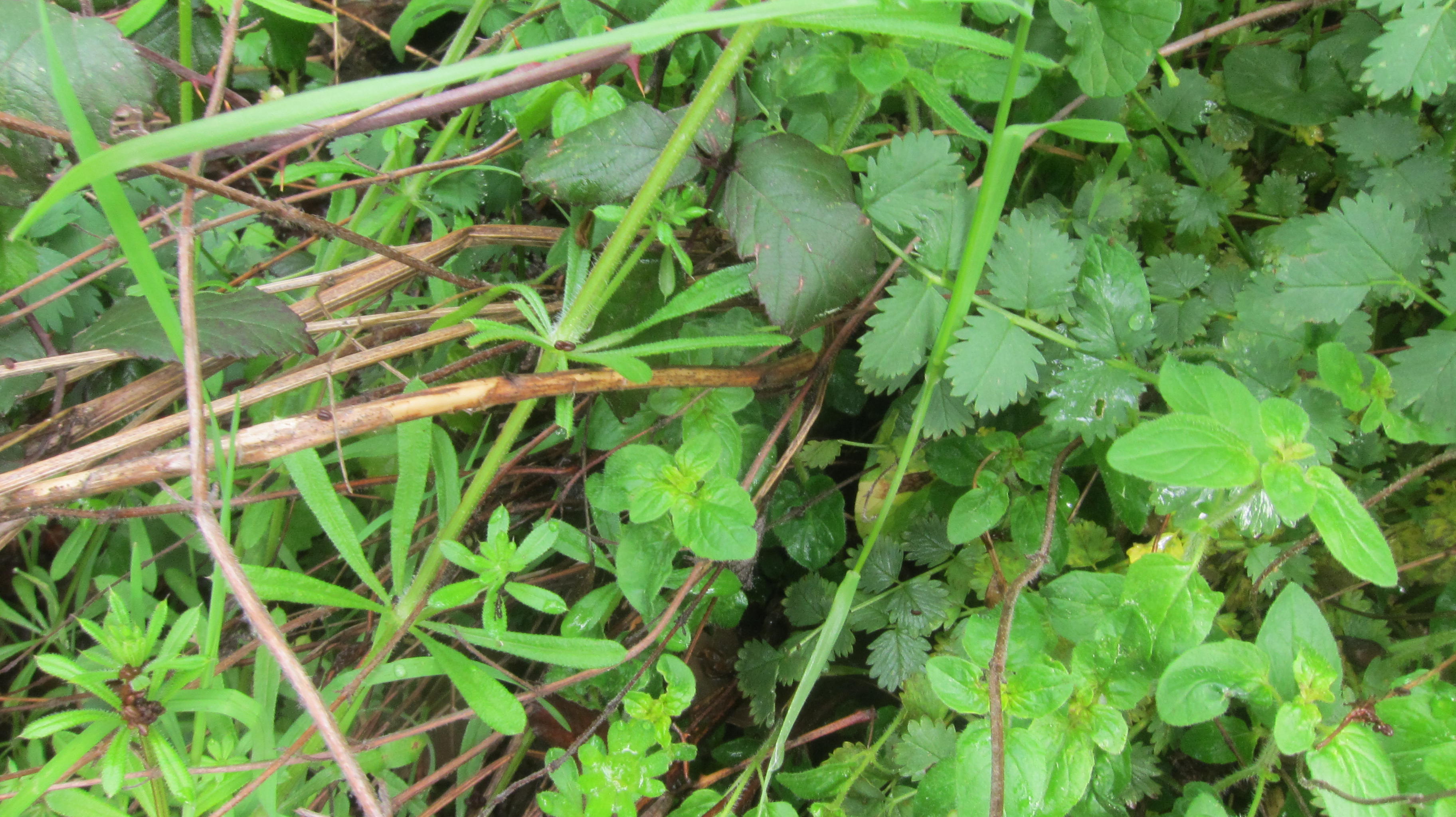 Annexe activités biodiversité Vialas48220.JPG