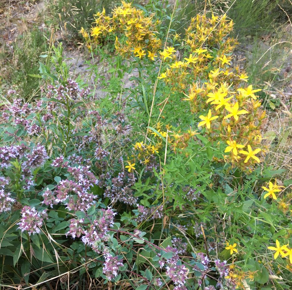 Annexe Cevennes Fleurs.JPG
