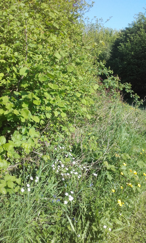 Annexe Screenshot_2018-05-06-17-50-31.png