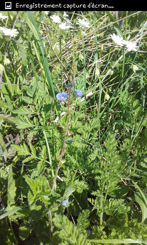 Annexe Screenshot_2018-05-06-17-50-33.png