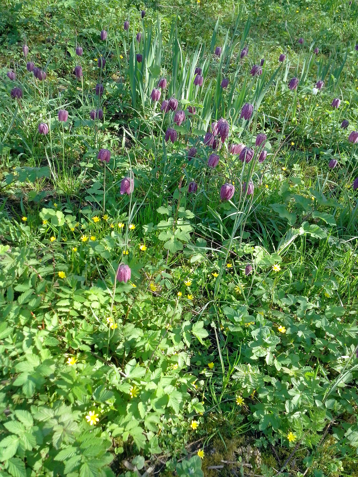 Annexe IMG_20180419_163355_biodiversite_.jpg