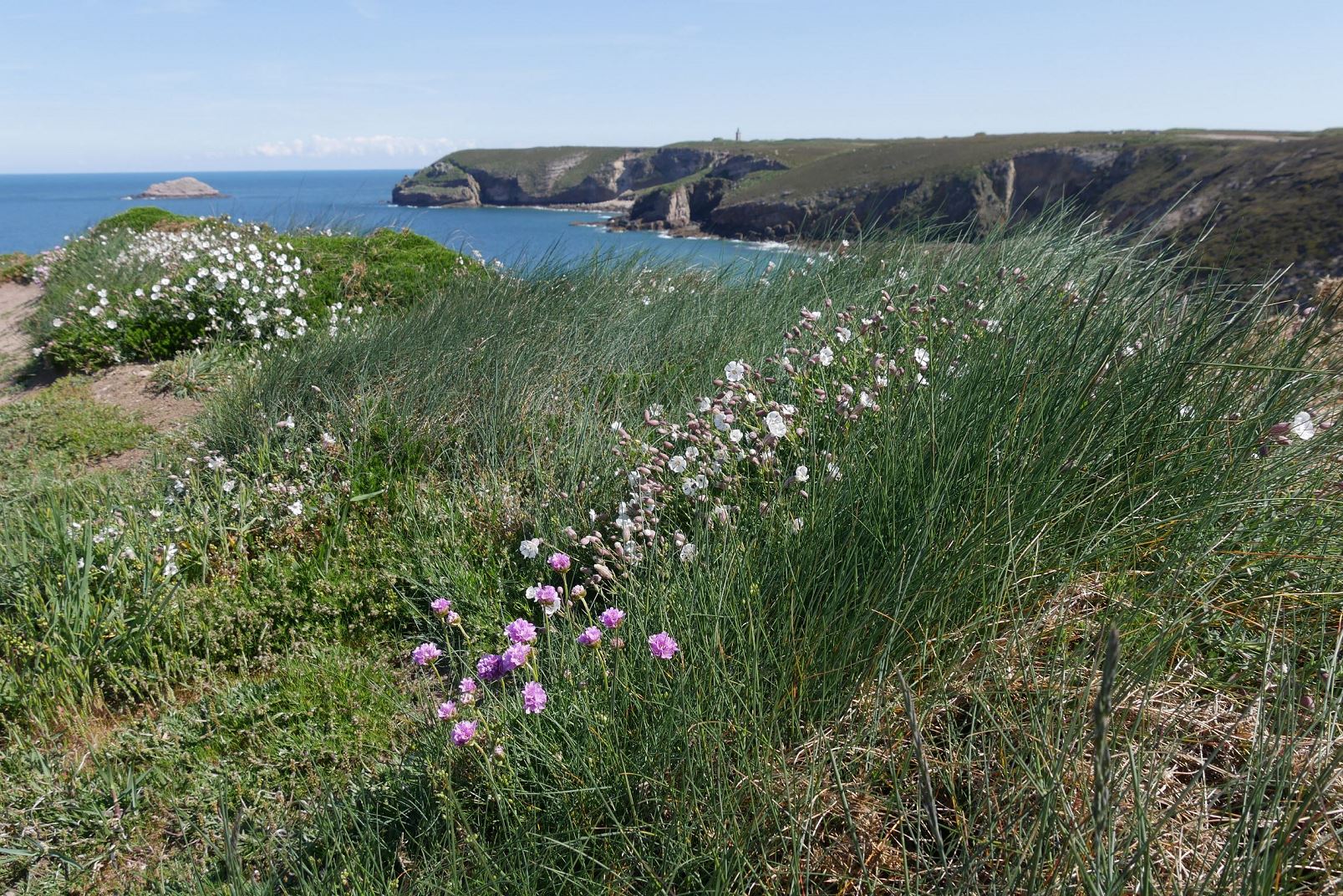 Annexe silène enflé et armerie maritime.jpg