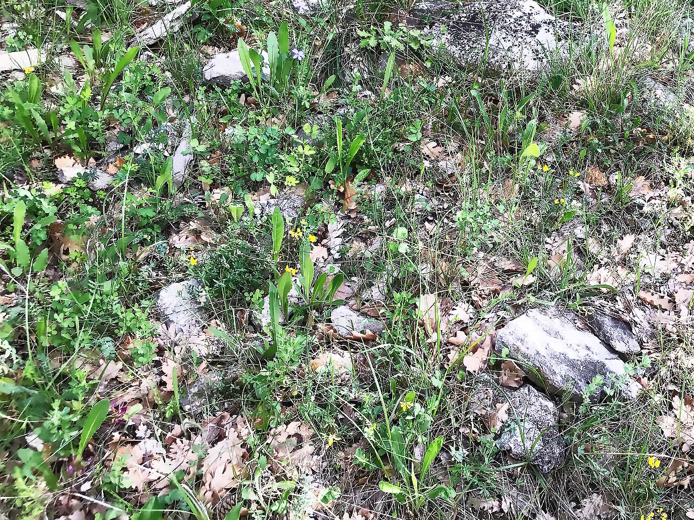 Annexe Biodiversite.jpg