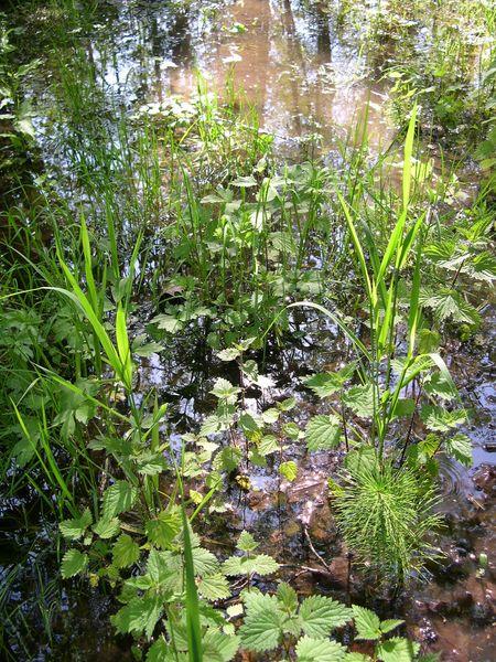 Annexe biodiversite gironde.jpg