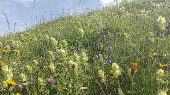 Annexe Diversité savoie.jpg