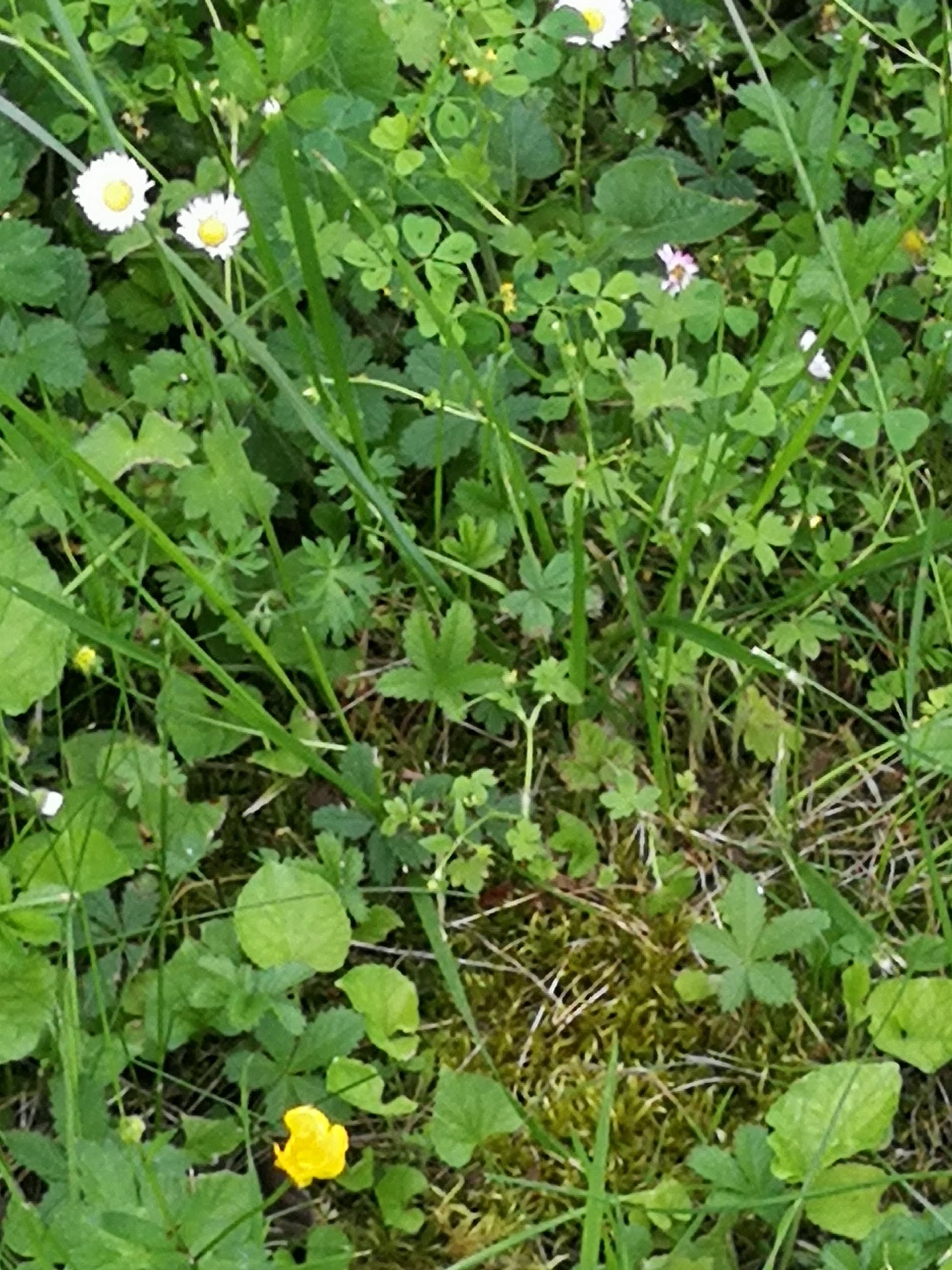 Annexe IMG_20180511_182525.jpg