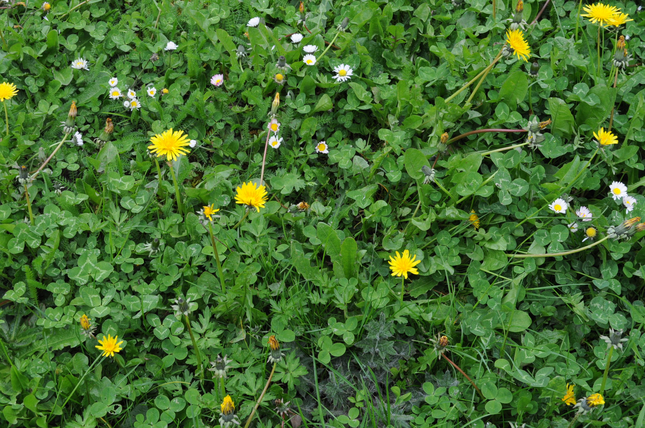 Annexe 7DD32C4D-E1EF-4E6F-8326-316E2D490EB1.jpeg