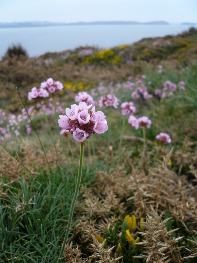 Annexe 0071-Finistère.jpg
