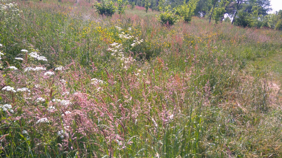 Annexe prairie Corcoué sur logne.jpg