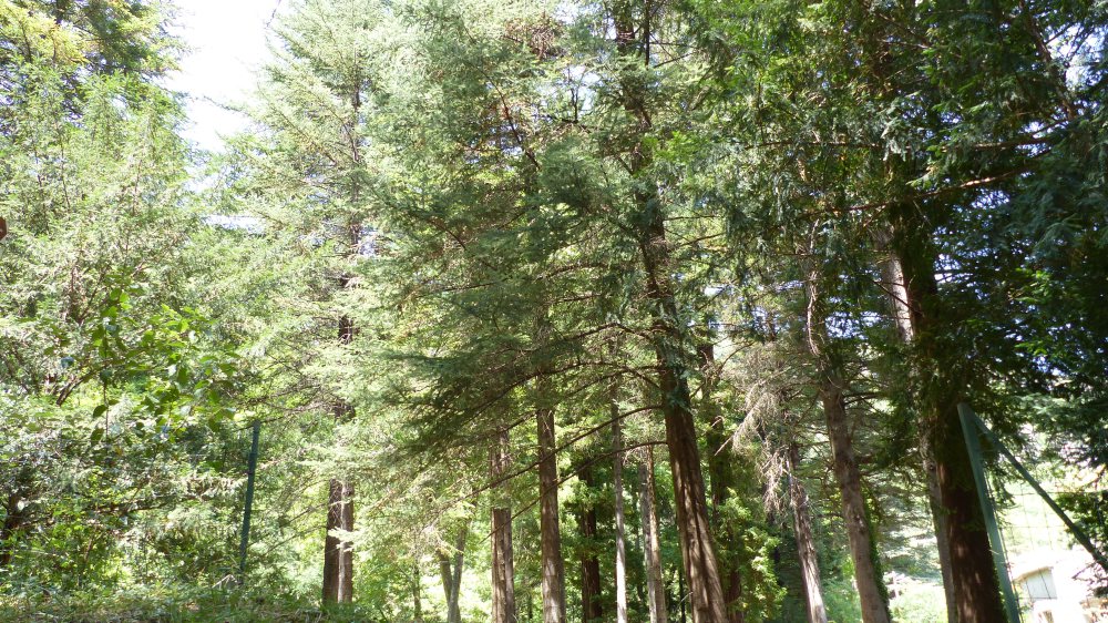 Annexe Arboretum.jpg