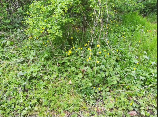 Annexe Biodiversité 2.PNG