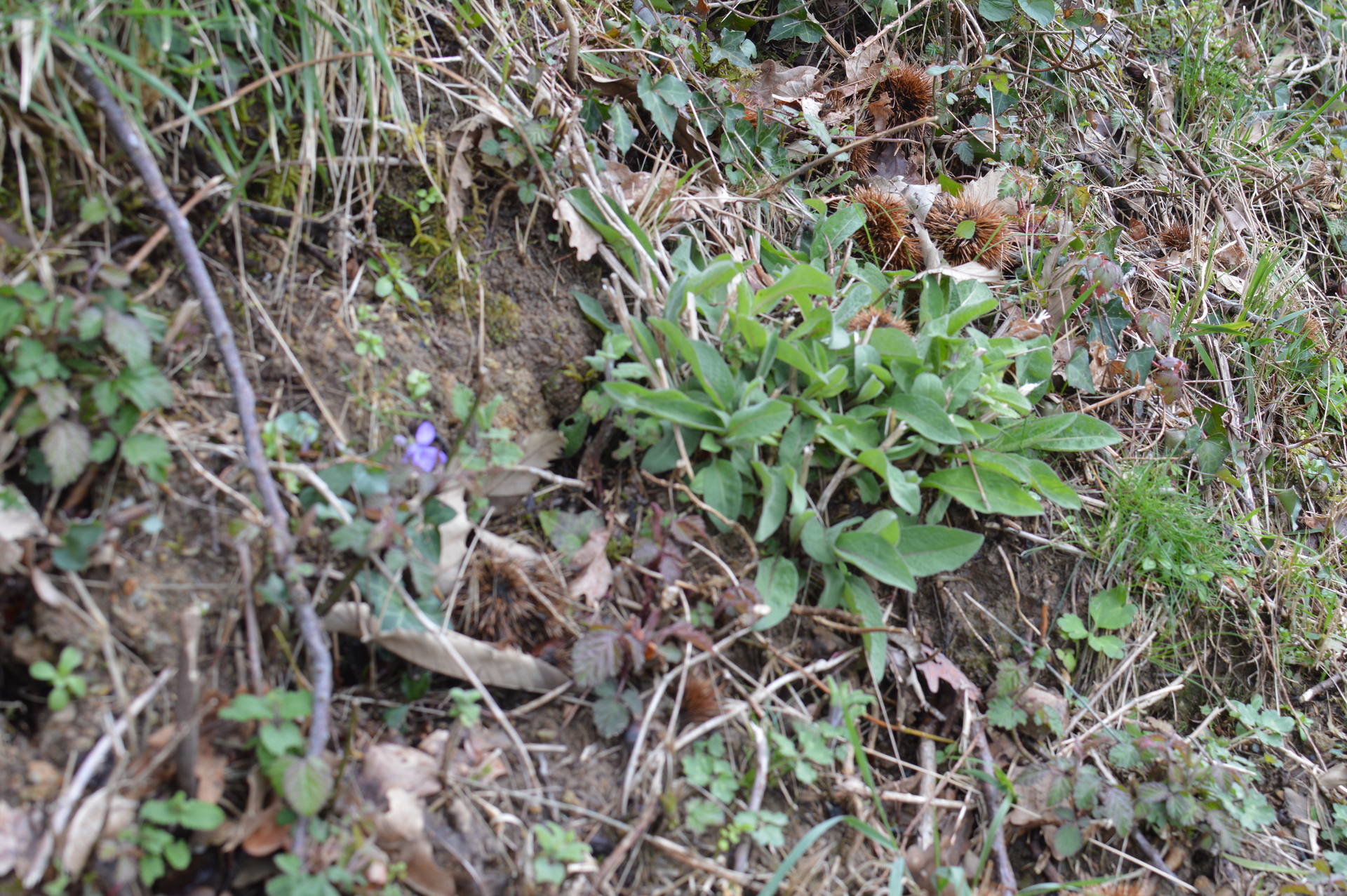 Bord d'un chemin humide basque