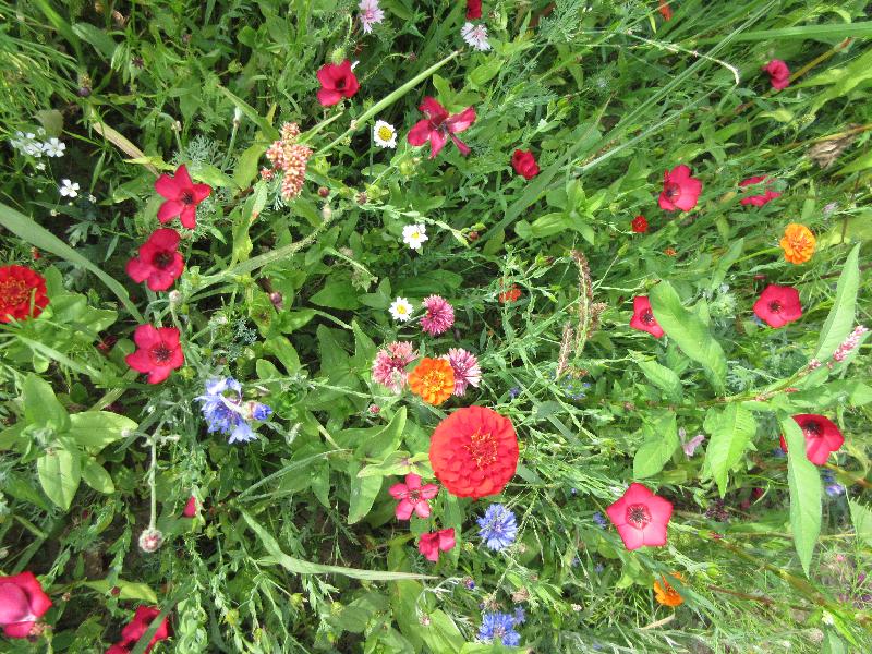 plein d'éspèces différentes