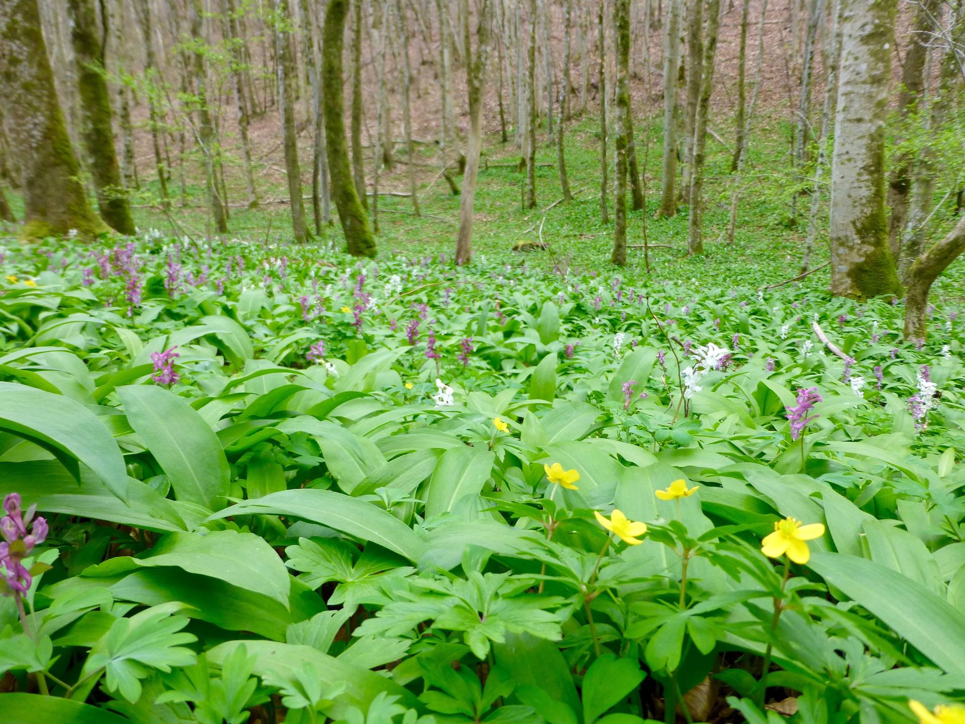 vallon froid de Lorraine