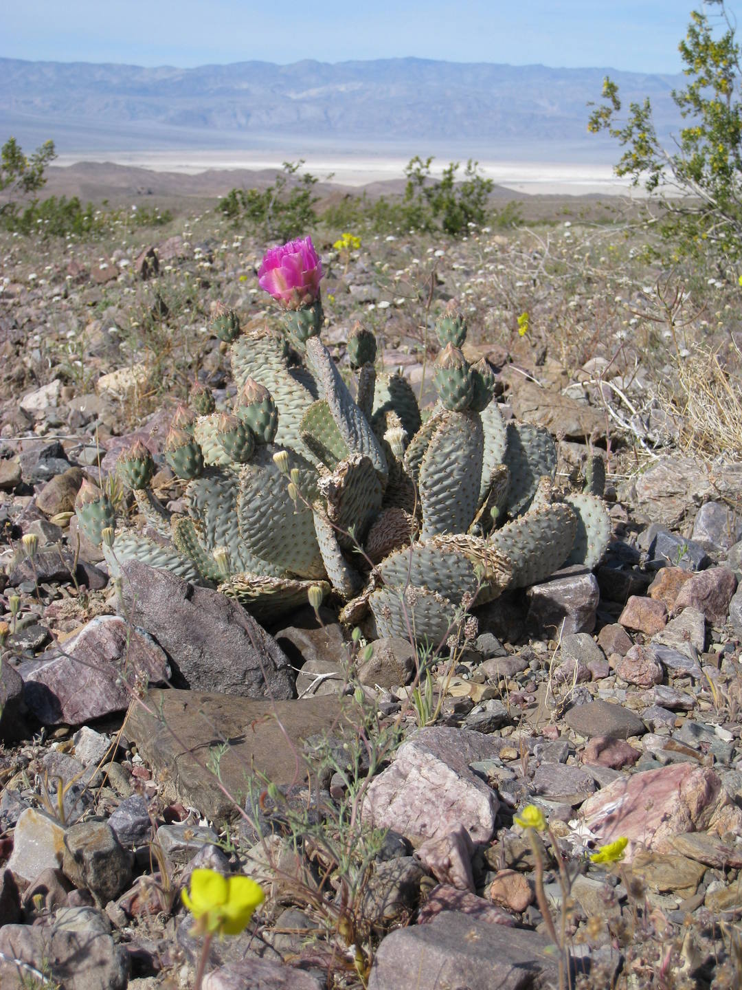 diversité - Vallée de la Mort