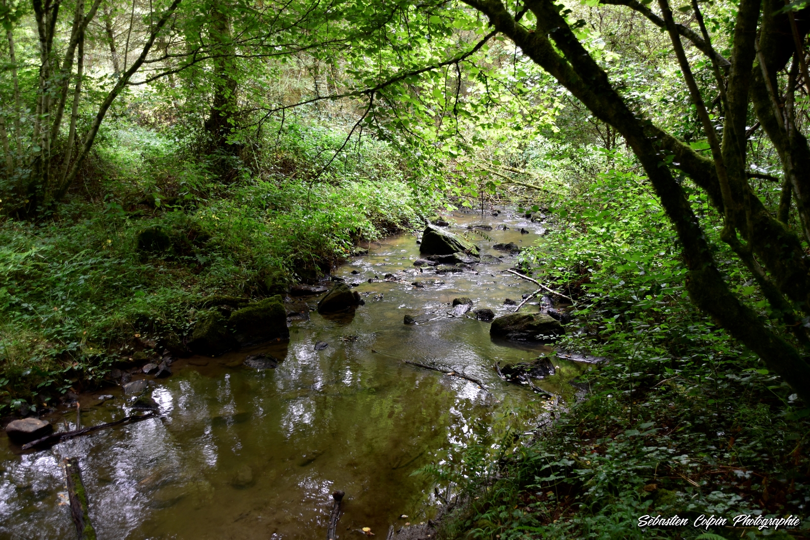 Marais du Brezou en Corrèze
