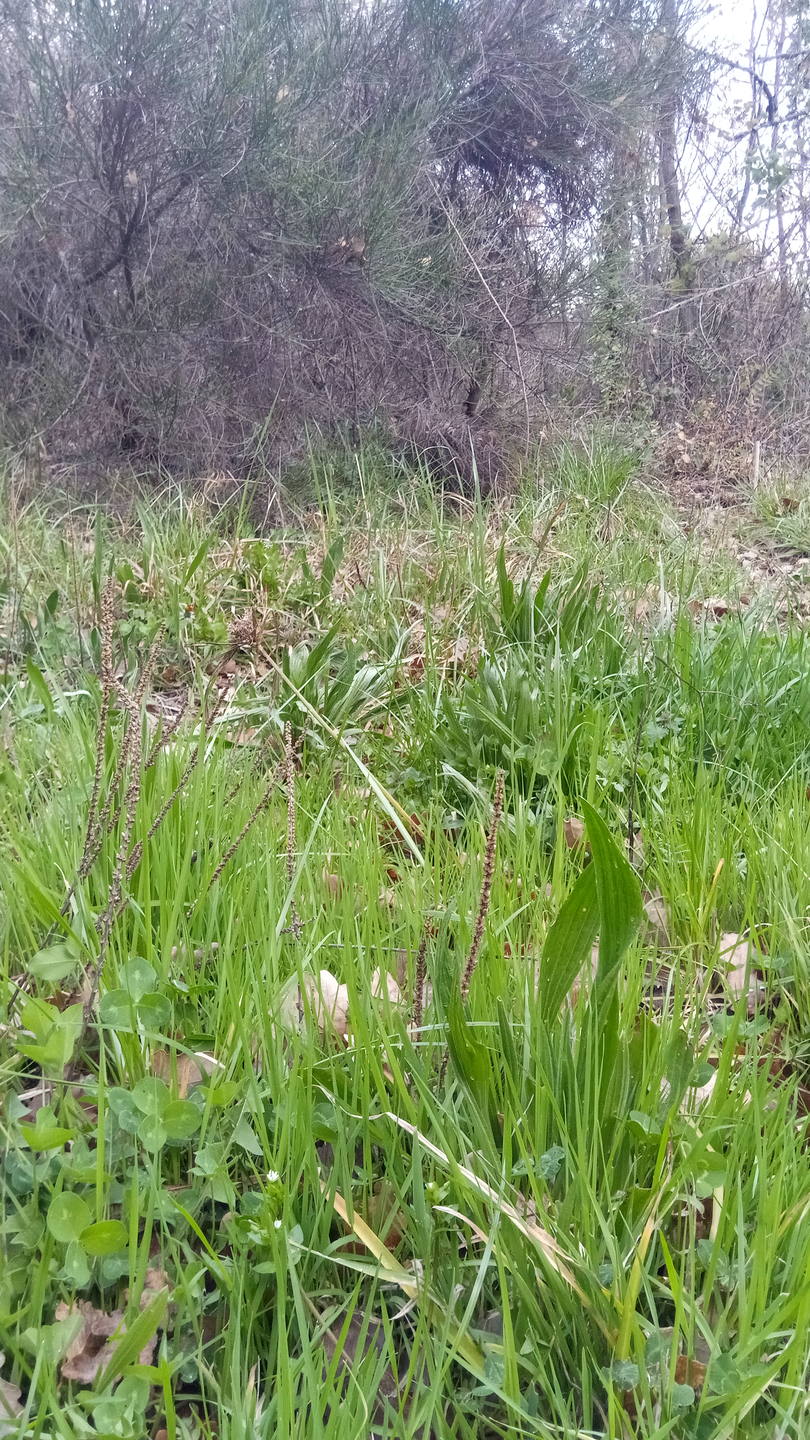 lisière de forêt en Conflent