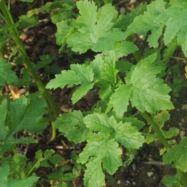 feuilles, bourgeons et fleurs