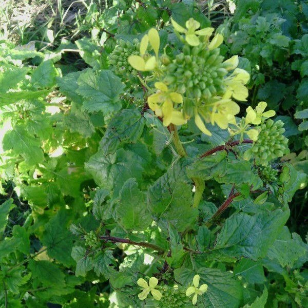 feuilles, bourgeons et fleurs