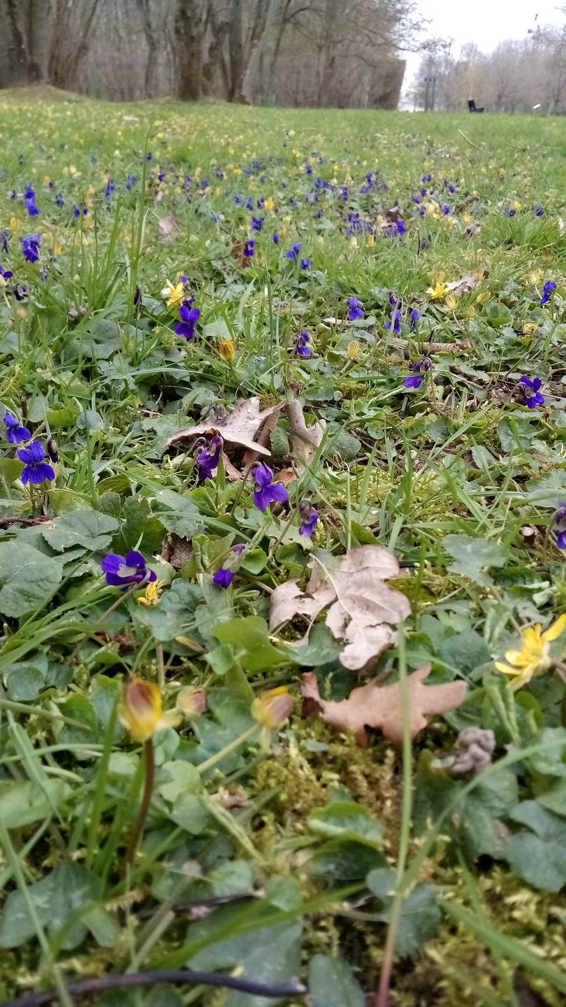 Ficaire (ficaria verna) et violette odorante (viola odorata) Parc