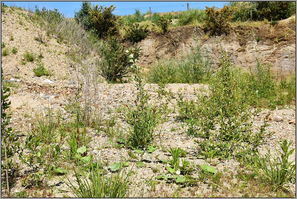Autour du bassin de décantation