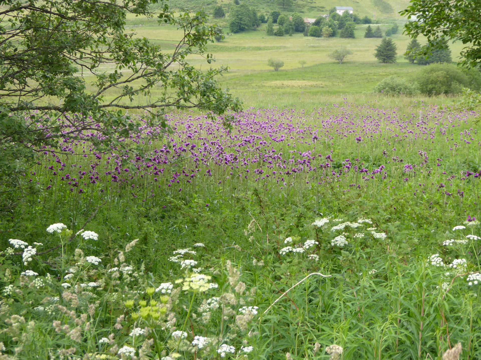 Circe des ruisseaux,Apiacées, feuillus et conifères