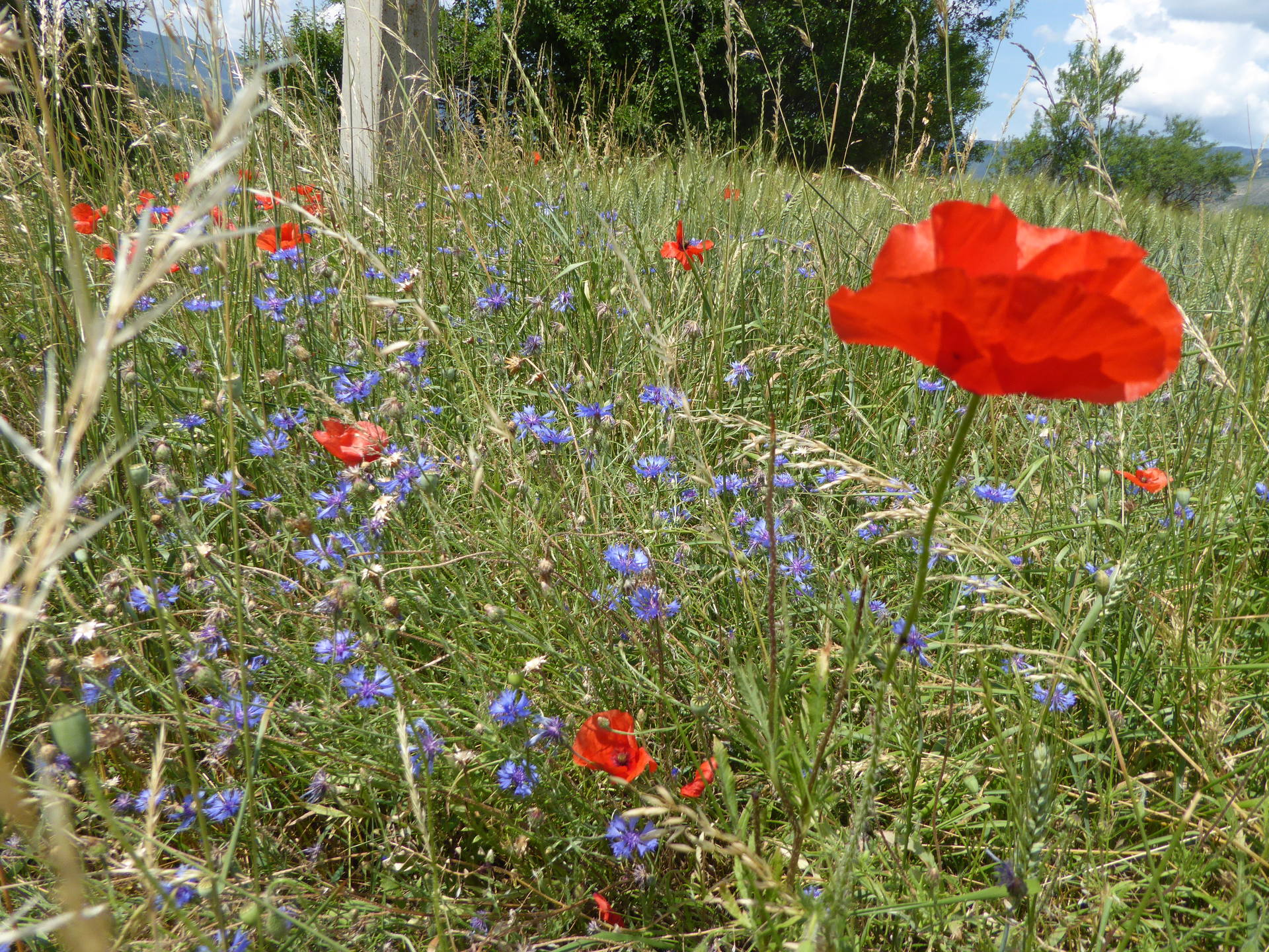 Pré avec des coquelicots,des bleuets et des graminées