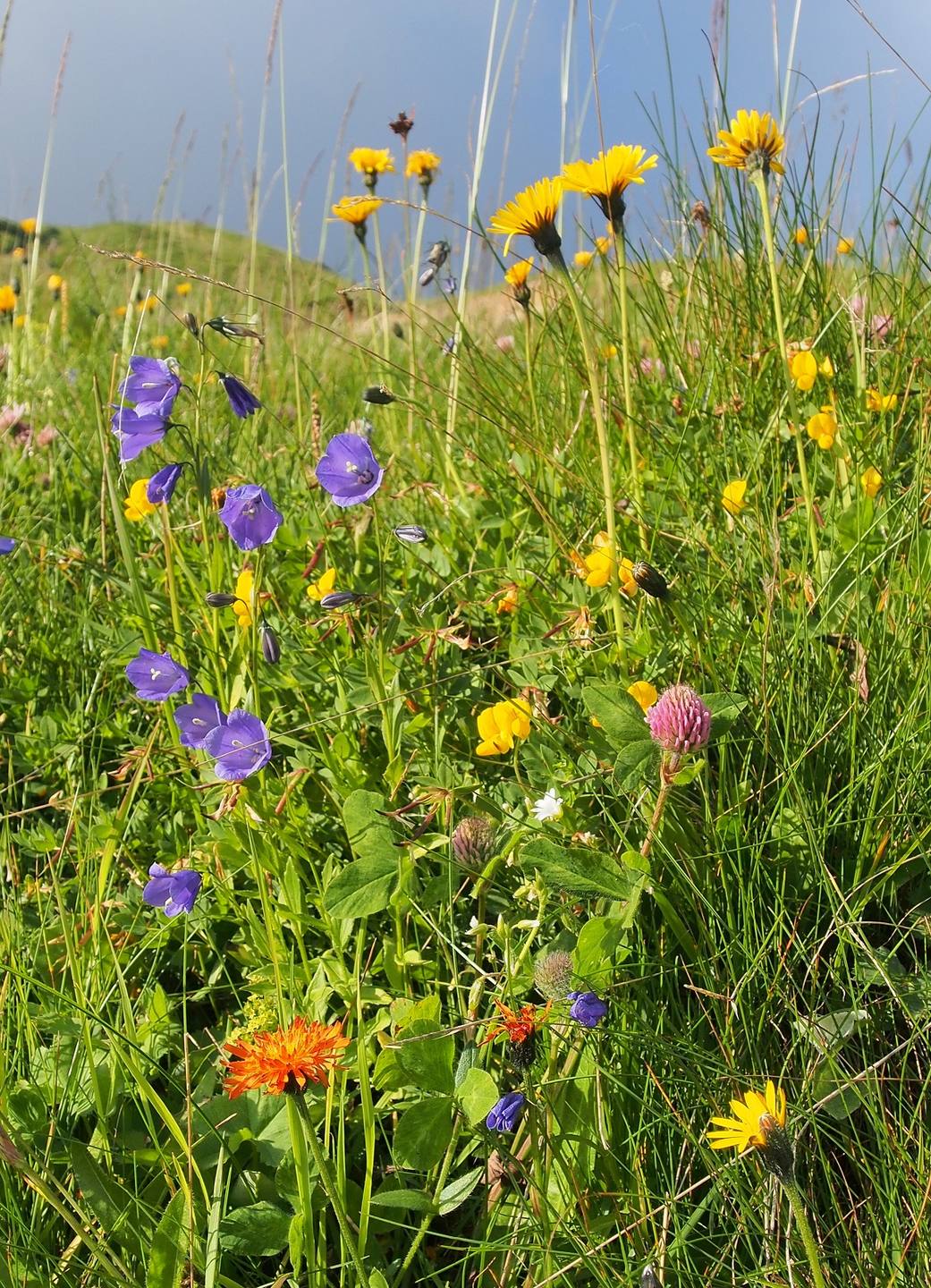 On y voit des fleurs de couleurs et de formes variées comme des campanules bleues, des lotiers jaunes, des astéracées jaunes , peut-être une crépide orange, du trèfle rose . Une vraie merveille !