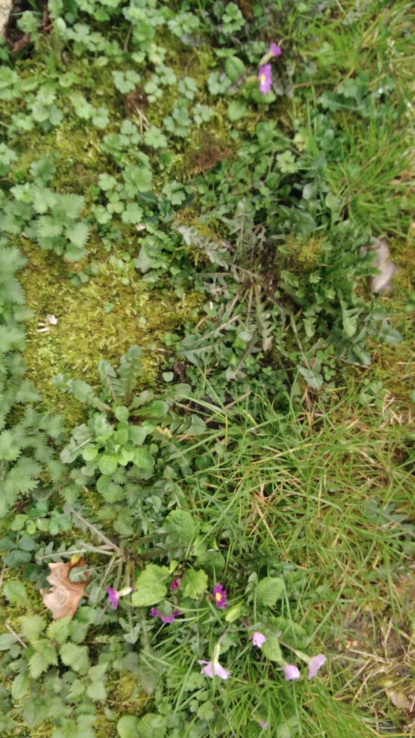 pissenlit, primevère, ortie, mousse, trèfle, berce ? bouton d'or ? ray gras