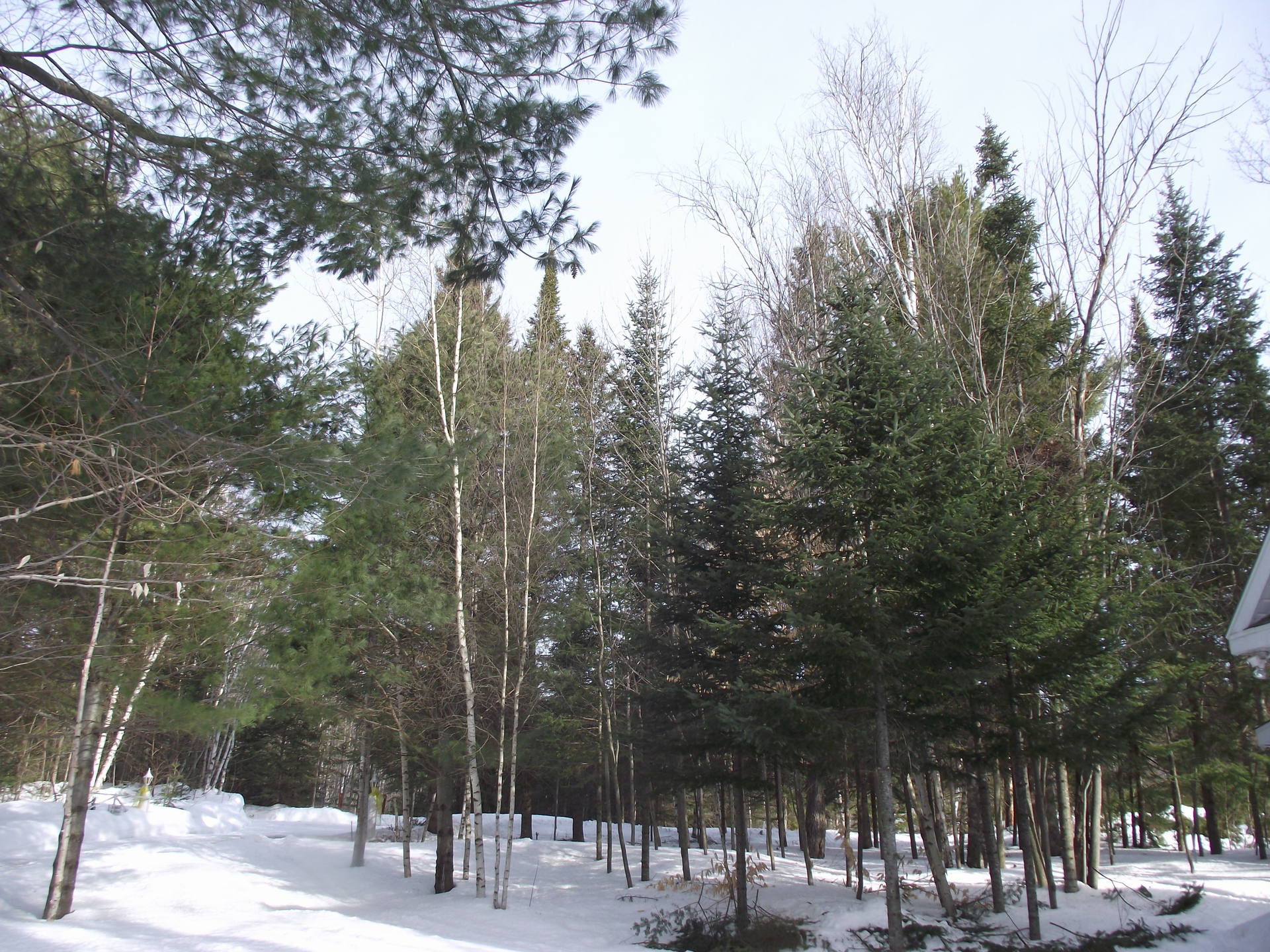 Les différents arbres trouvés dans un échantillon de forêt mixte
