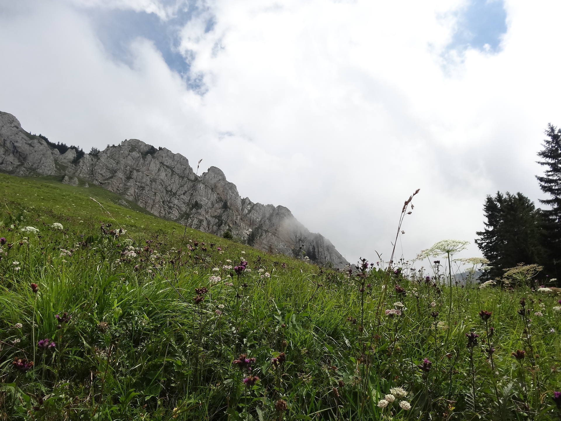 biodiversité - col de la Ruchère