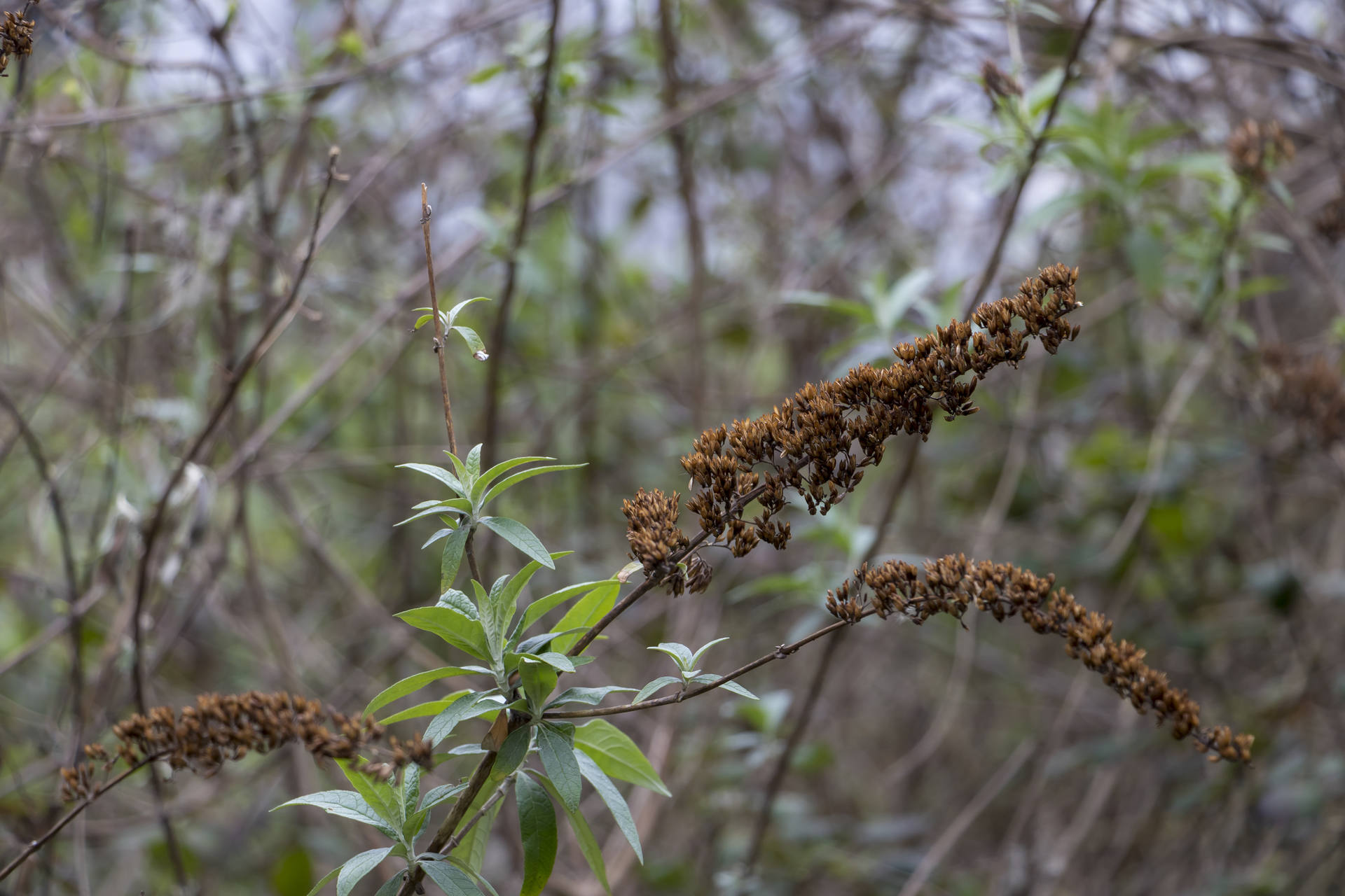 Mabon Nantes Buddleja
