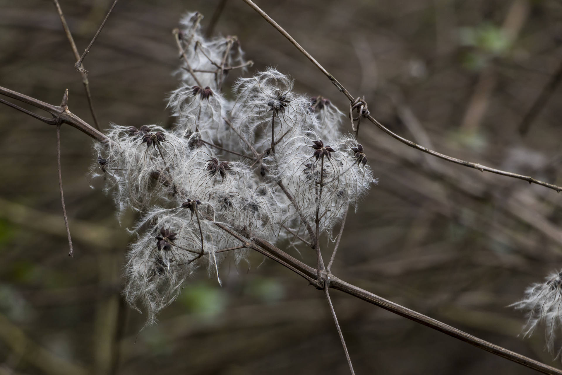 Mabon Nantes Clématite