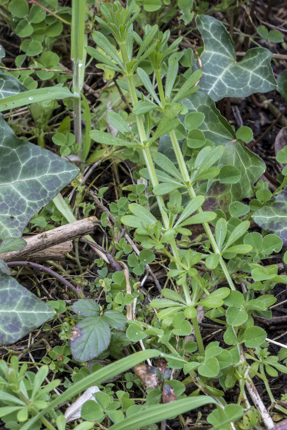 Mabon Nantes Gaillet Trefle Ronce Chiendent
